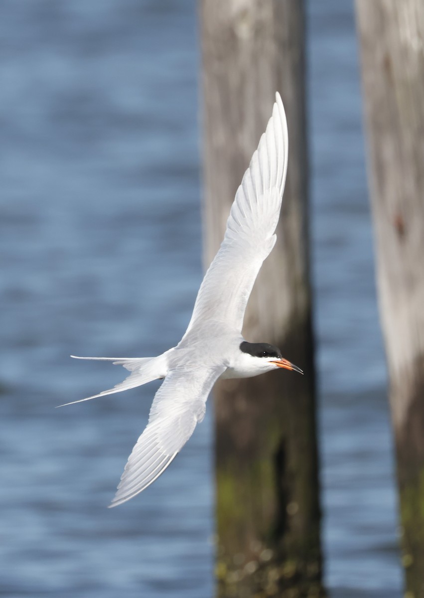 Forster's Tern - ML617892857