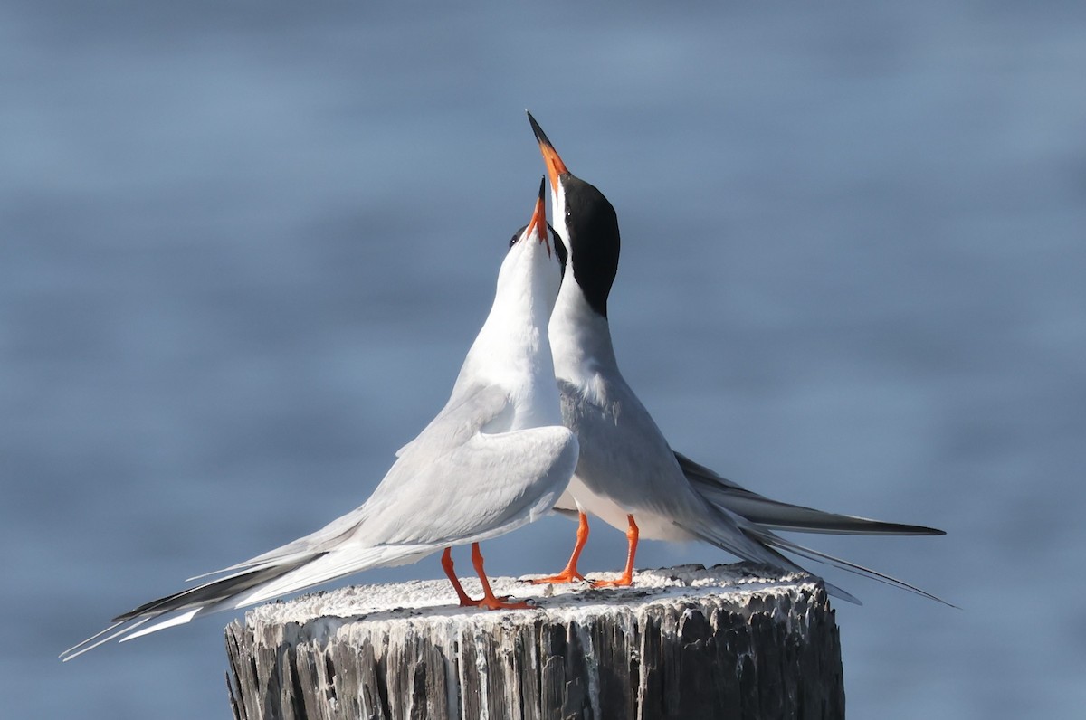 Forster's Tern - ML617892858