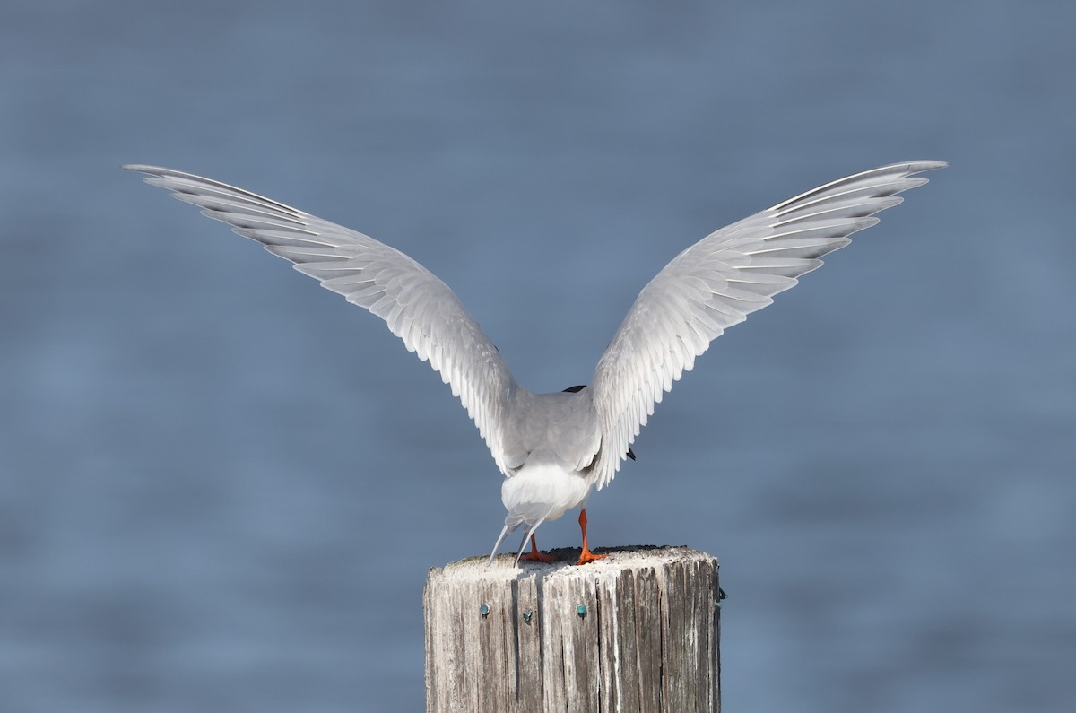 Forster's Tern - ML617892859