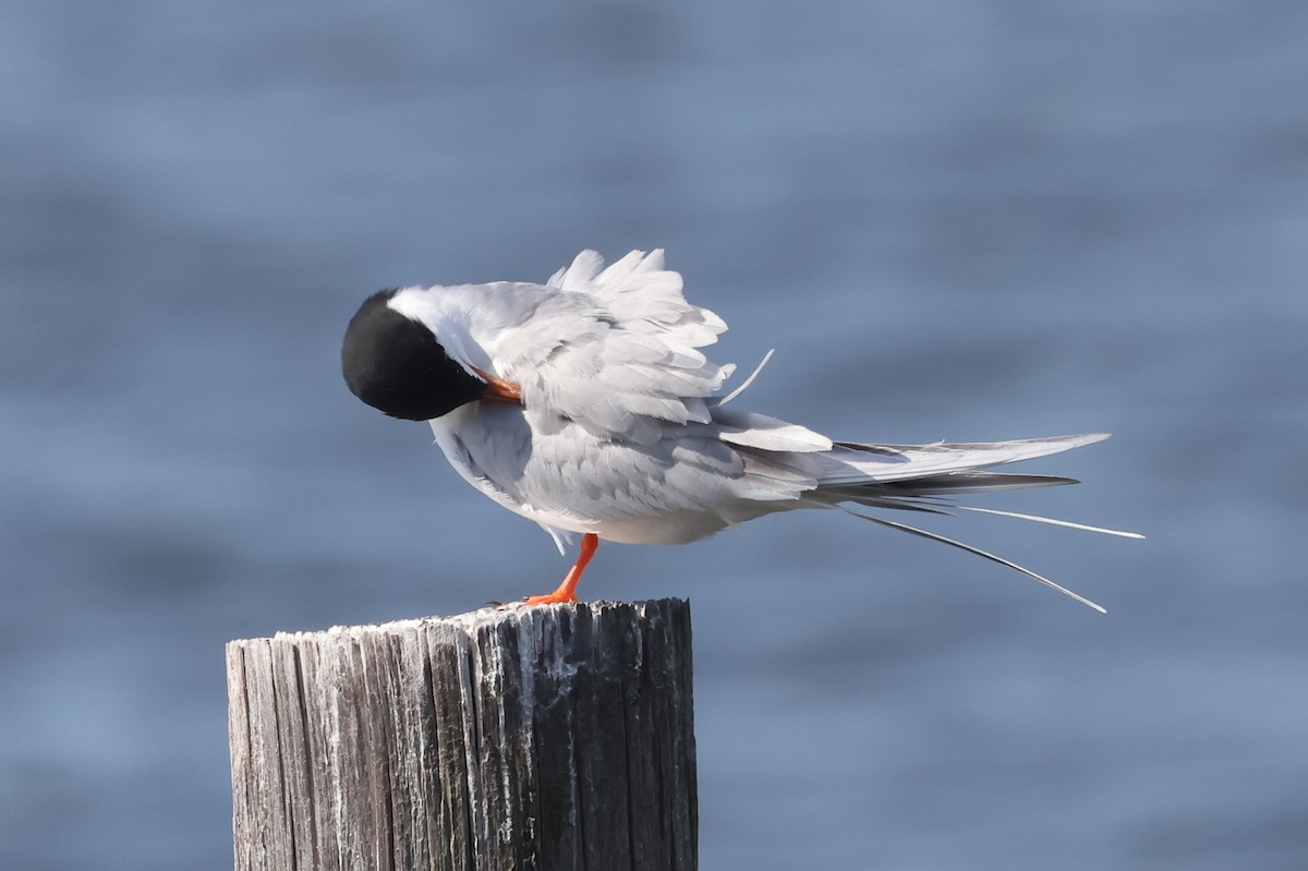 Forster's Tern - ML617892860