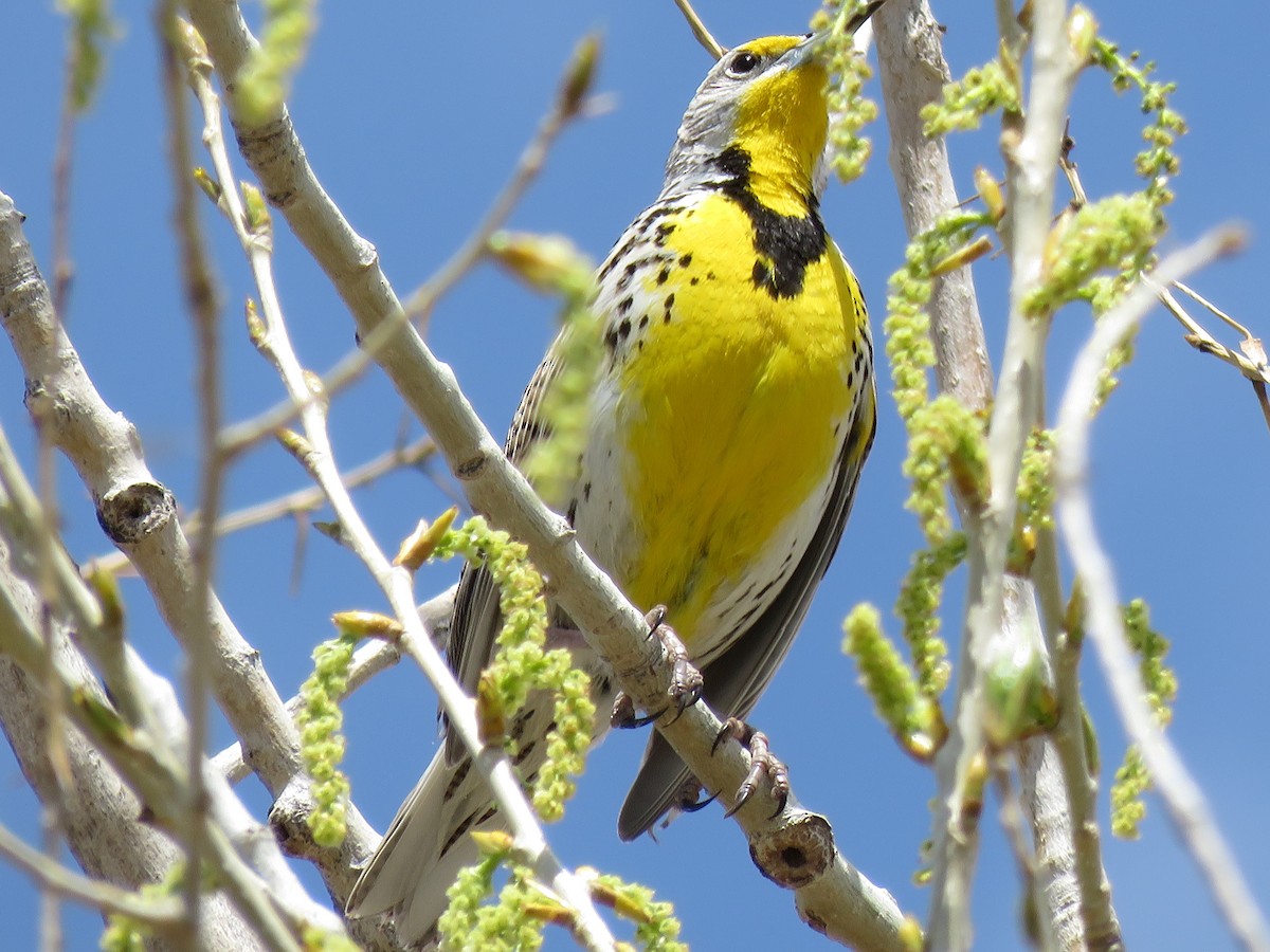 Western Meadowlark - Valerie Crecco