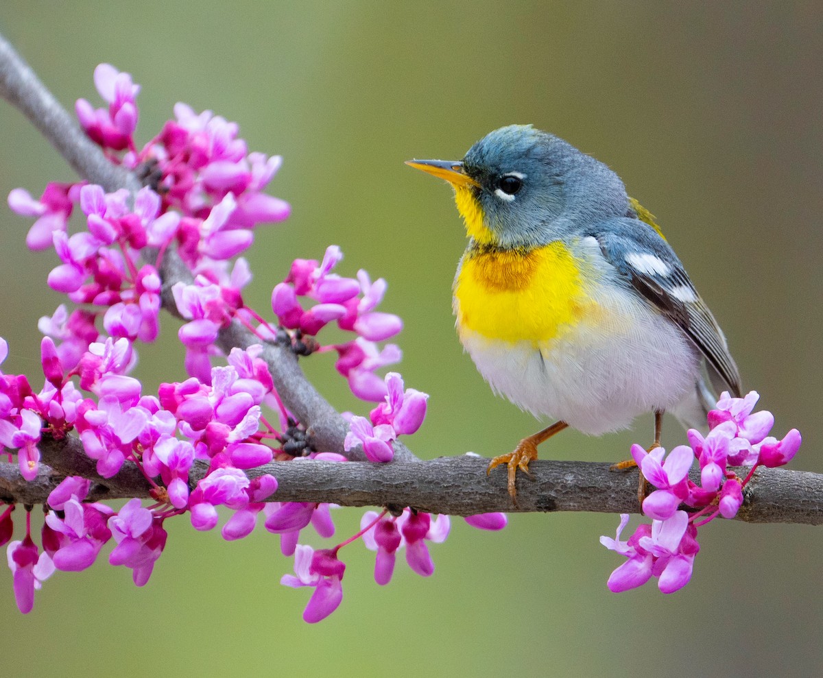 Northern Parula - ML617892896