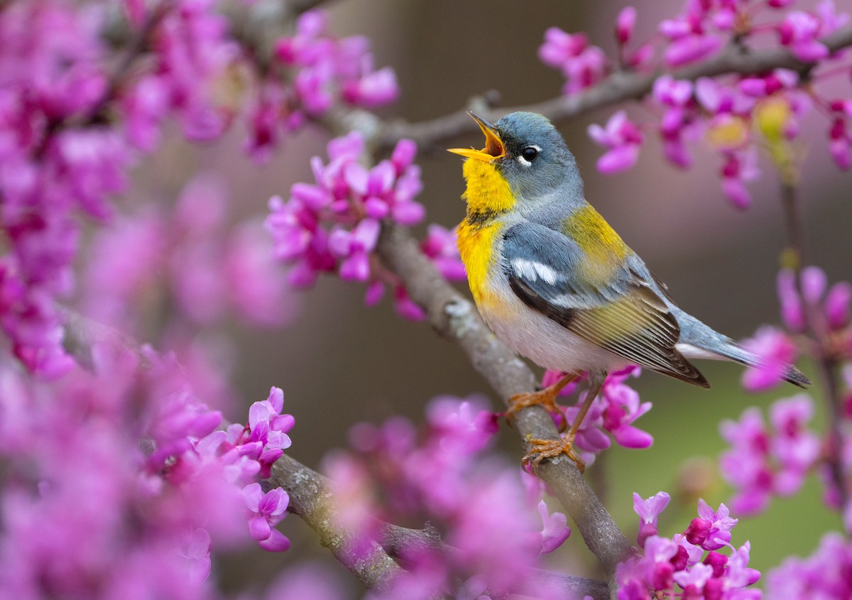 Northern Parula - ML617892897