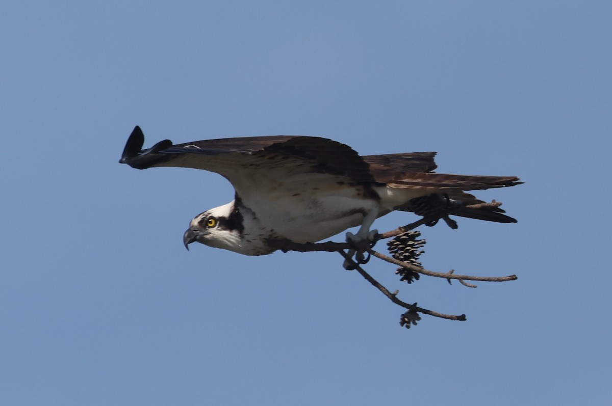 Osprey (American) - ML617892906