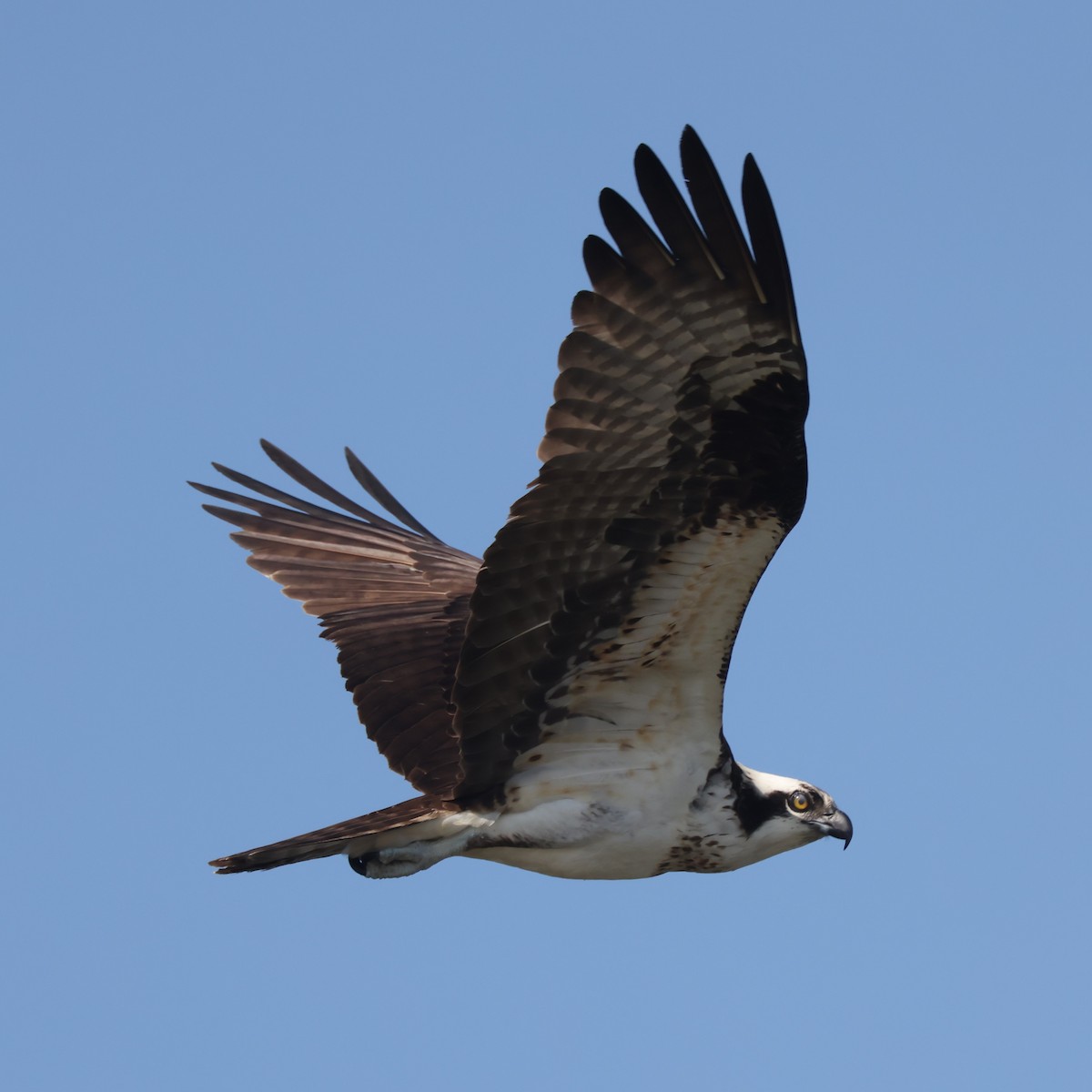 Osprey (American) - ML617892907