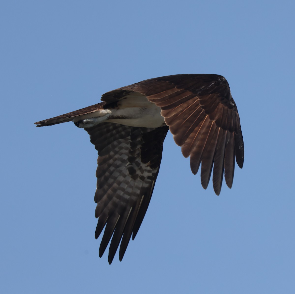 Osprey (American) - ML617892909