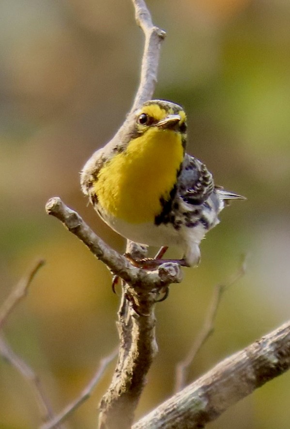 Grace's Warbler - Carlos Sanguinetti