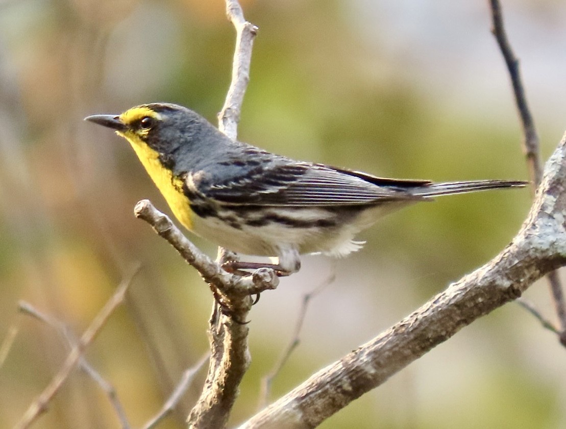 Grace's Warbler - Carlos Sanguinetti