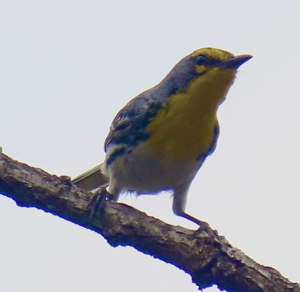 Grace's Warbler - Carlos Sanguinetti