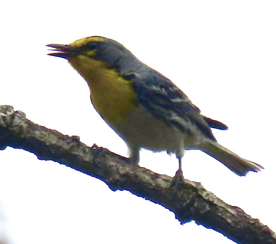 Grace's Warbler - Carlos Sanguinetti