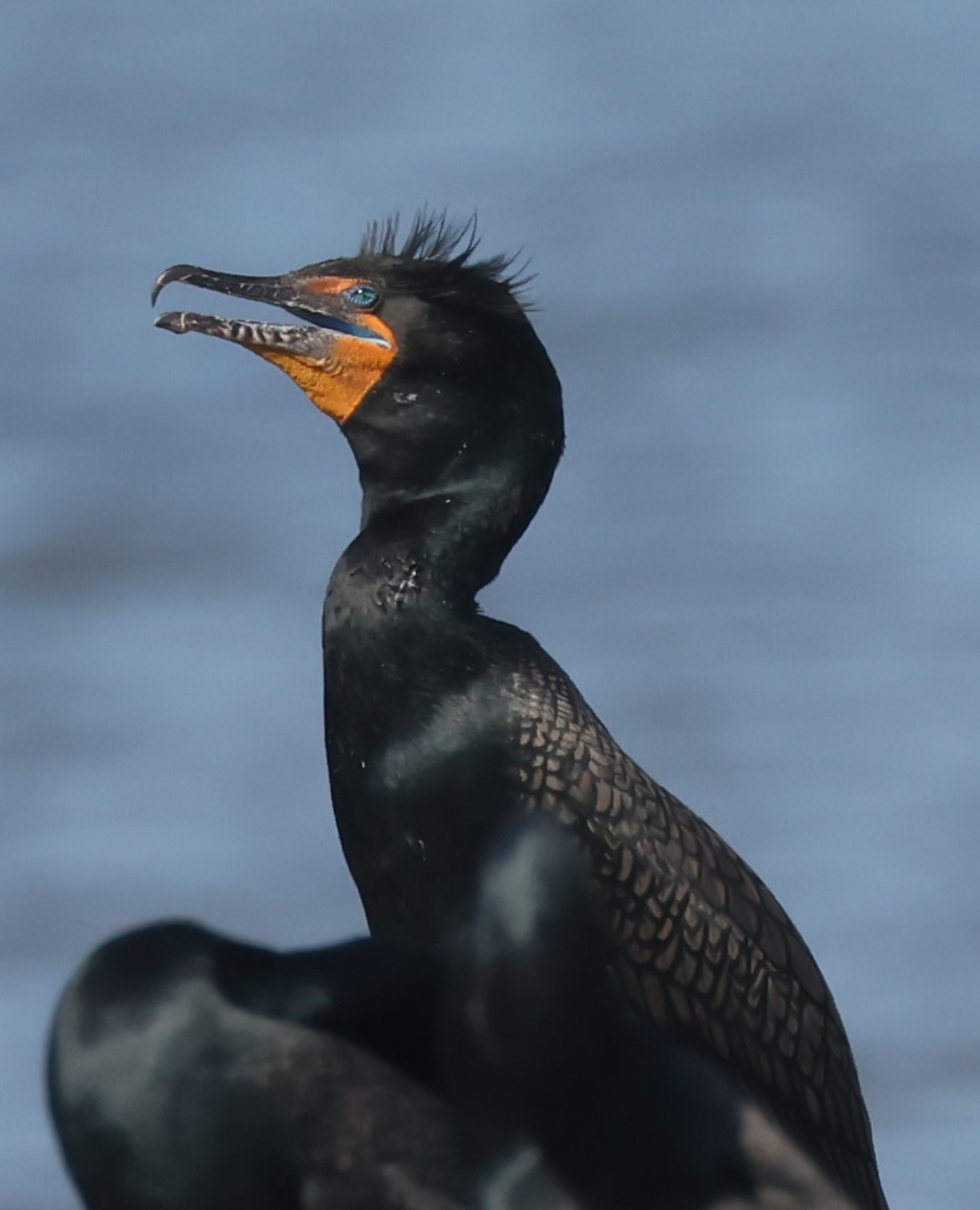 Double-crested Cormorant - ML617892944