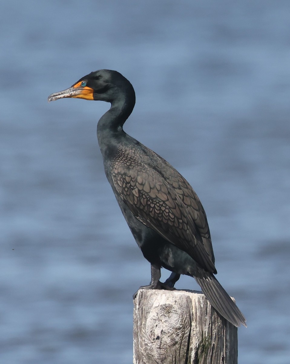 Double-crested Cormorant - ML617892945