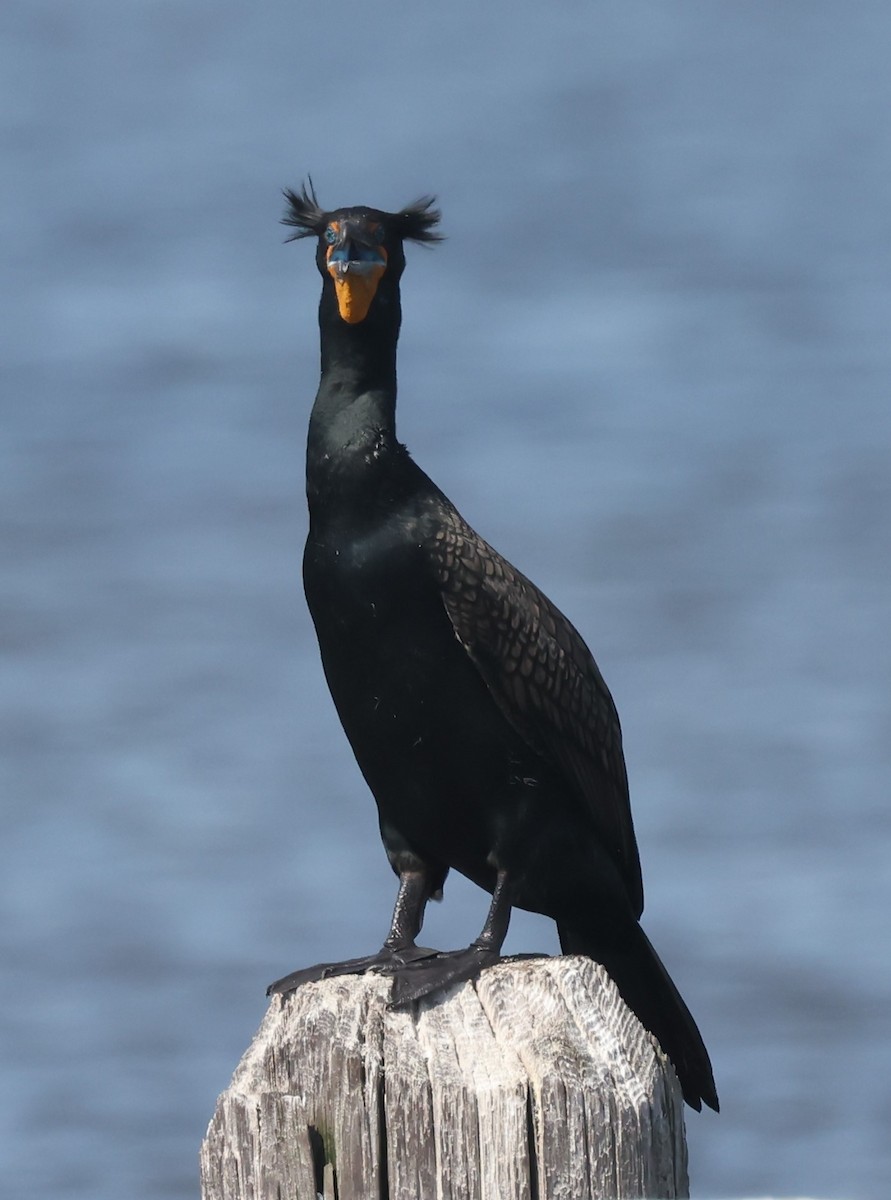 Double-crested Cormorant - ML617892946