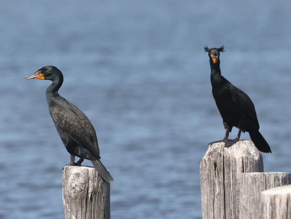 Double-crested Cormorant - ML617892947