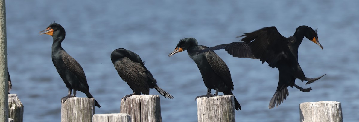 Double-crested Cormorant - ML617892948