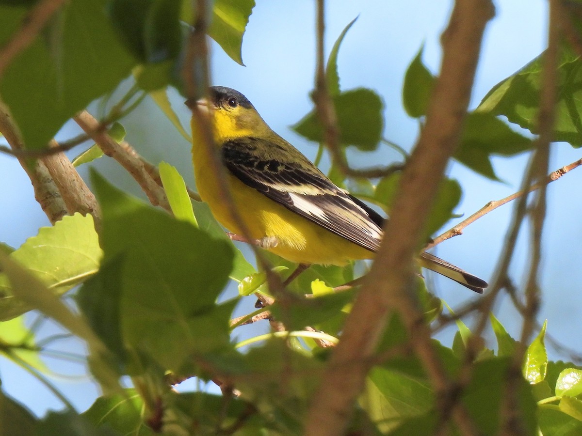 Lesser Goldfinch - ML617892950