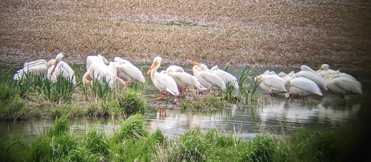 American White Pelican - ML617892963