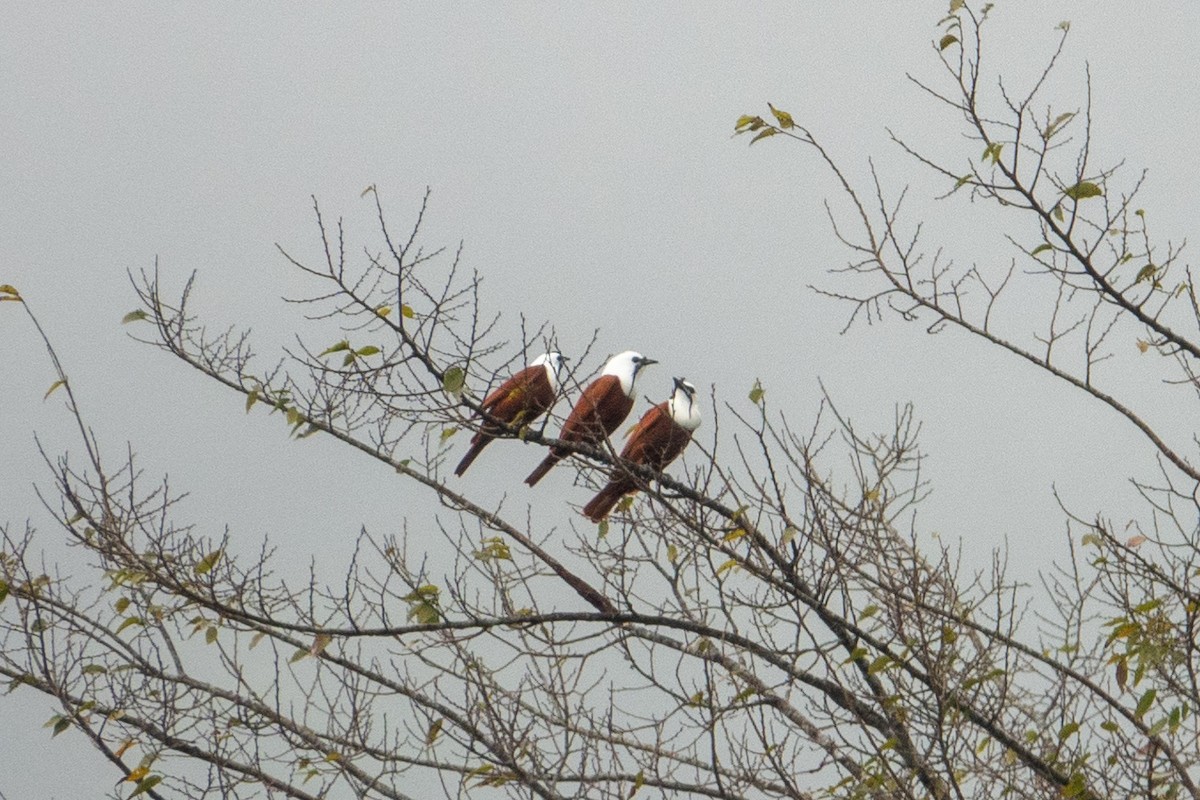 Three-wattled Bellbird - Kaitlin Mahar