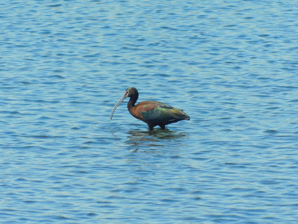 White-faced Ibis - ML617892982