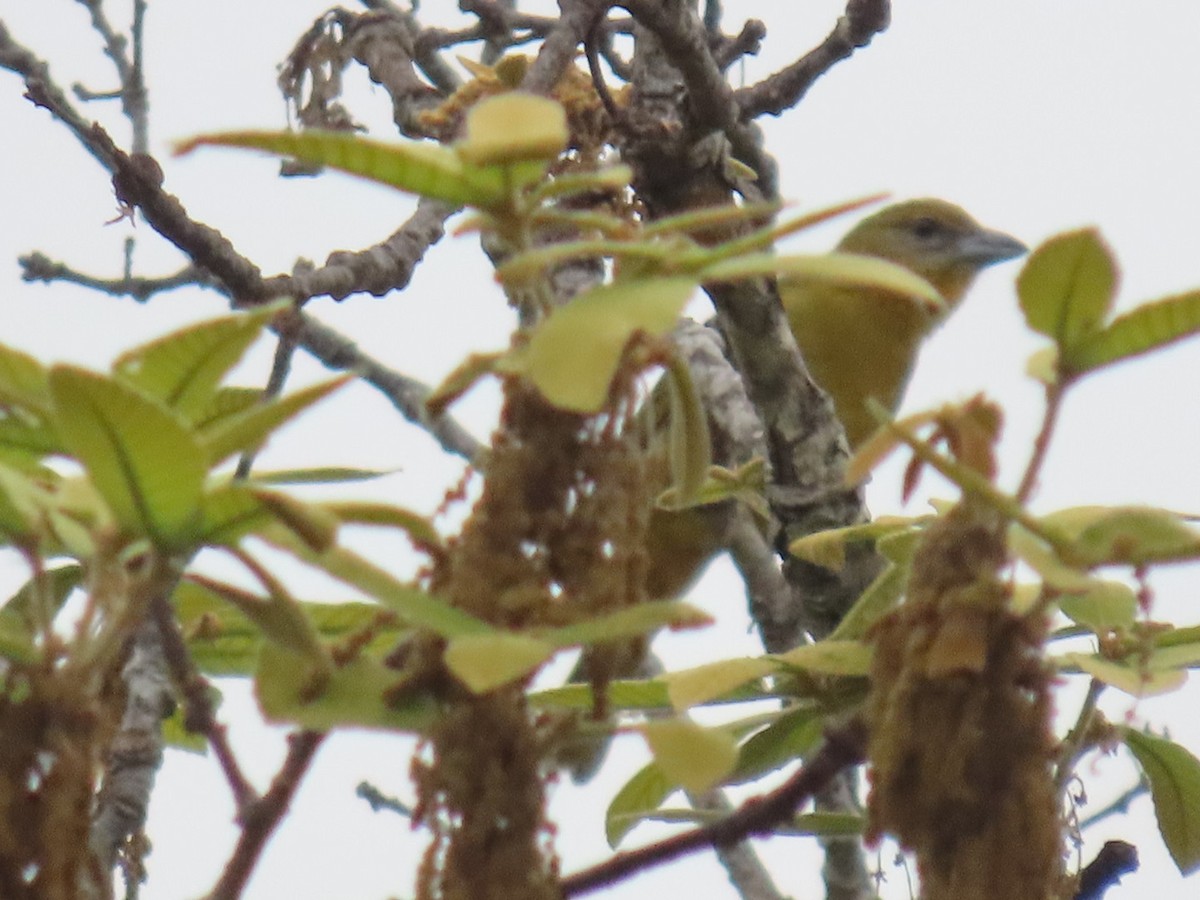 Hepatic Tanager - Carlos Sanguinetti