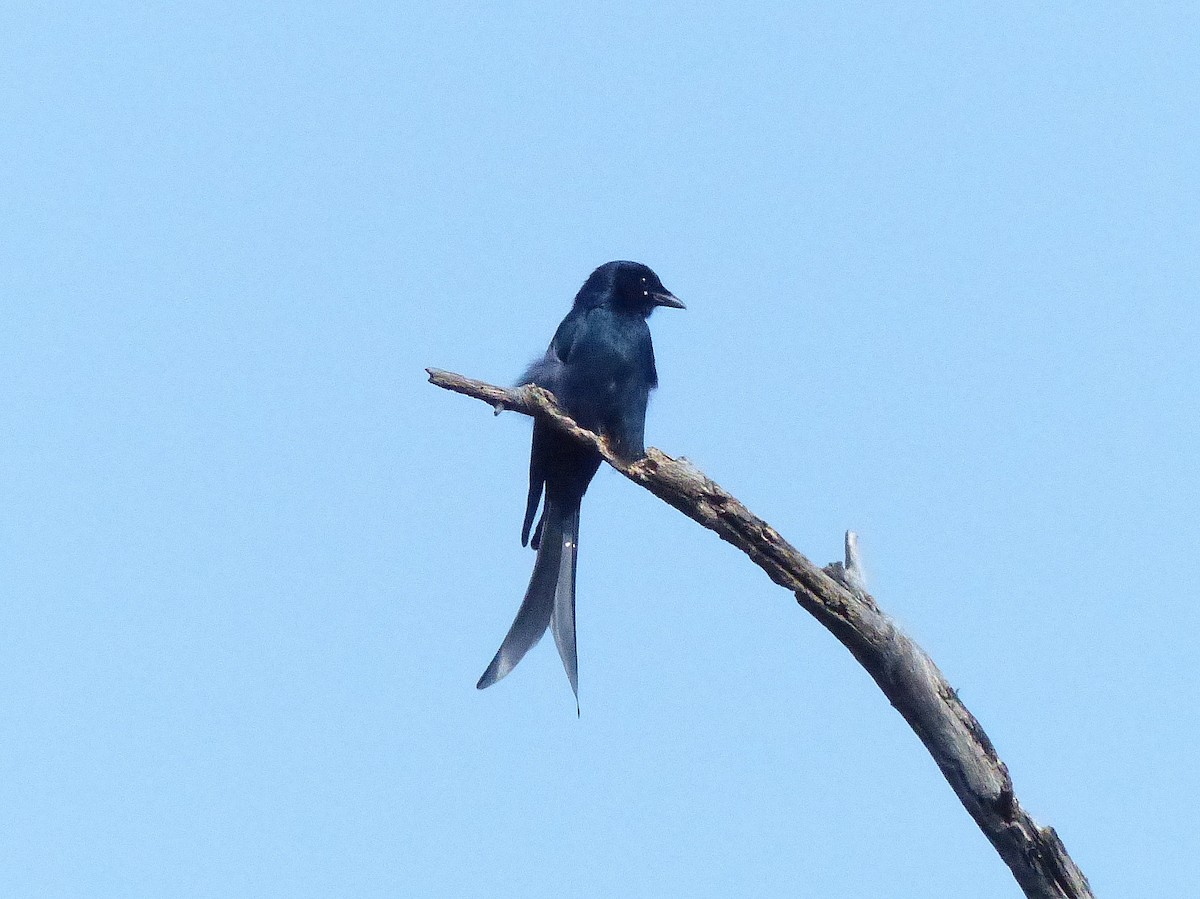 Black Drongo - ML617893000