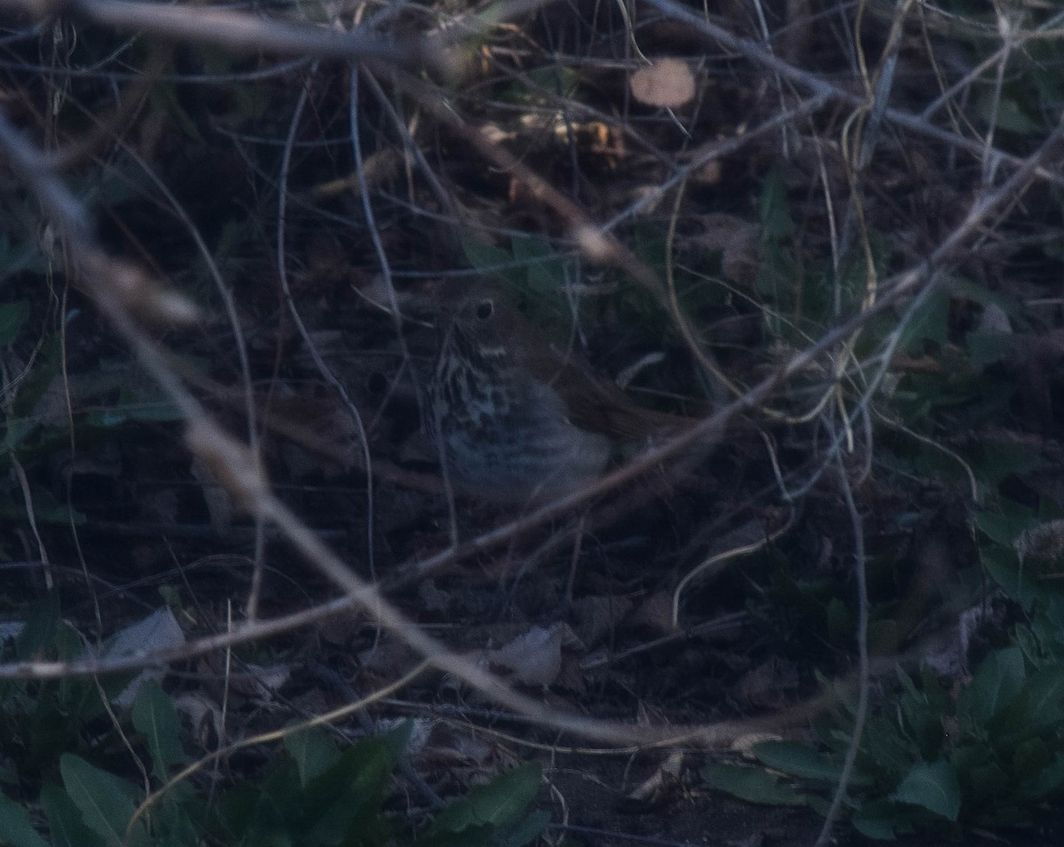 Hermit Thrush - ML617893029