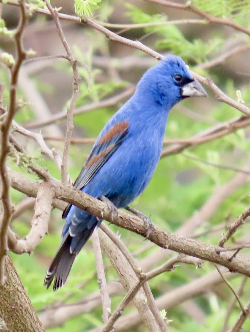 Blue Grosbeak - Carlos Sanguinetti