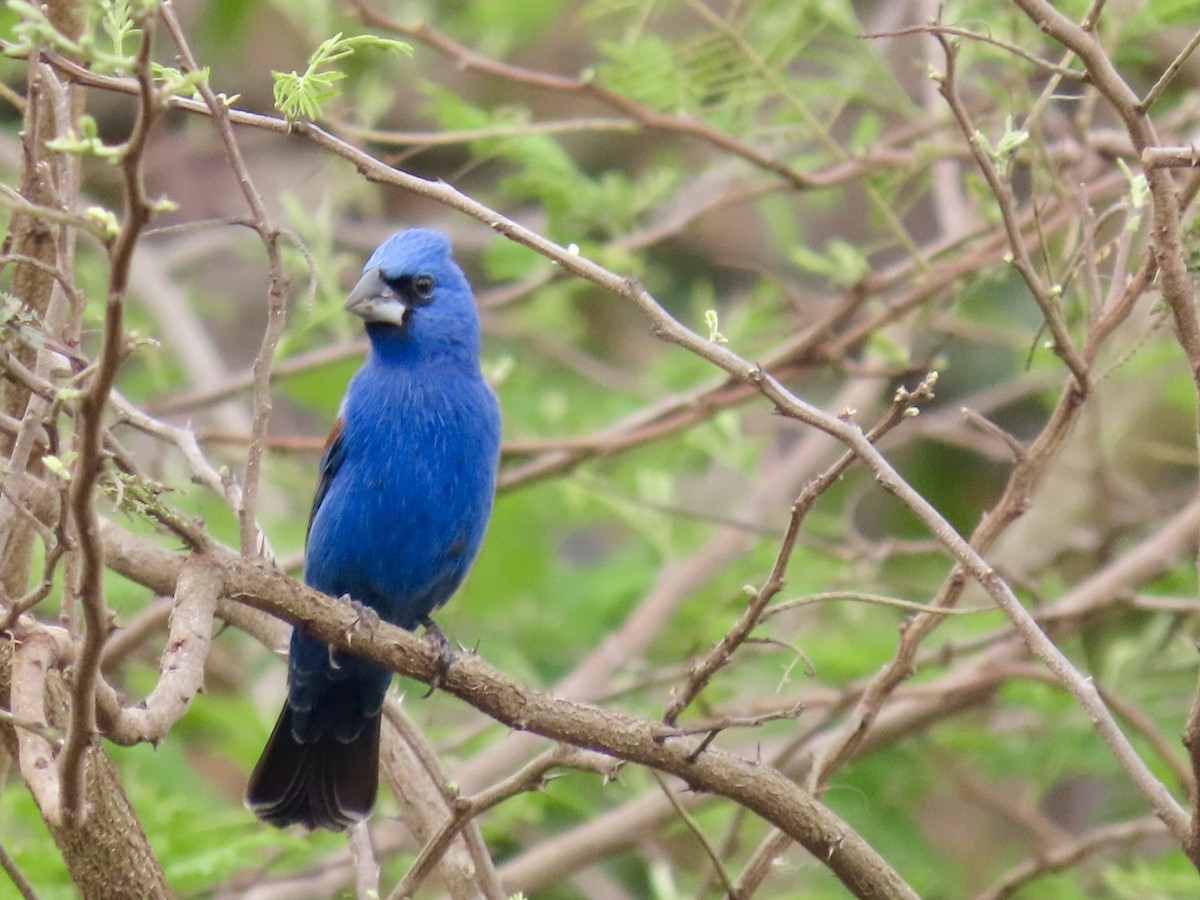 Blue Grosbeak - Carlos Sanguinetti