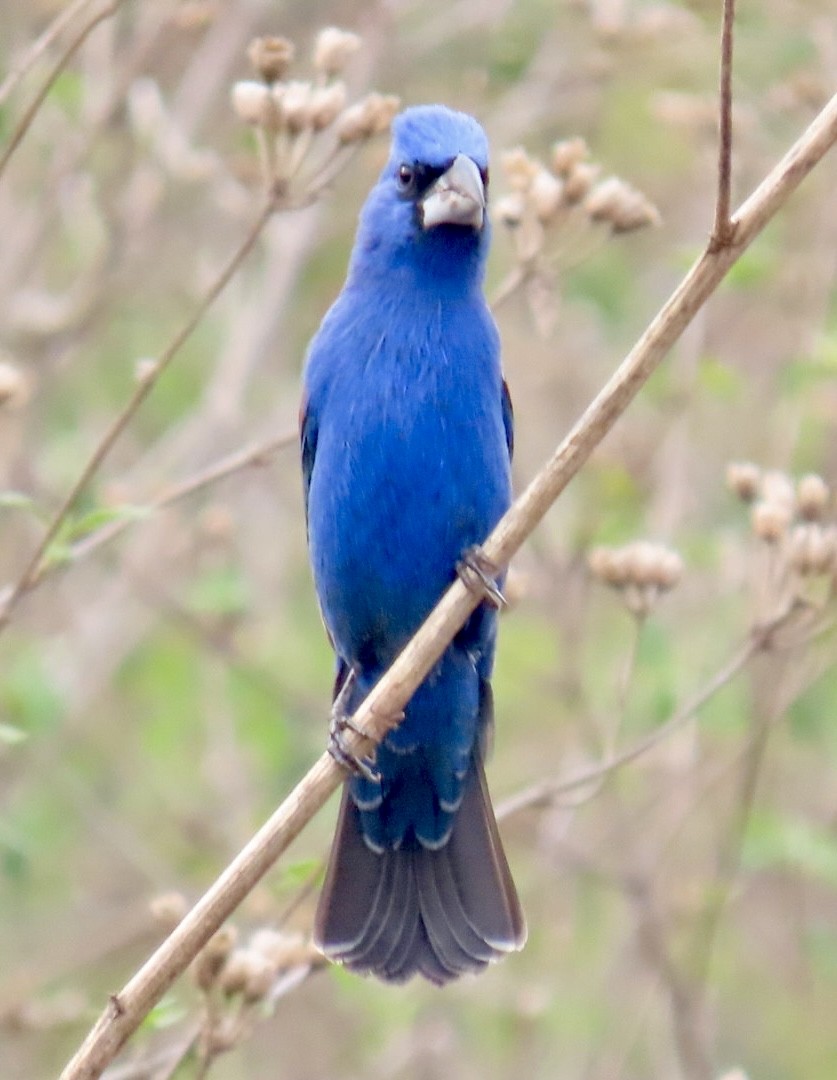 Blue Grosbeak - Carlos Sanguinetti