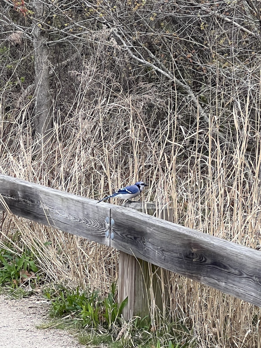 Blue Jay - ML617893046