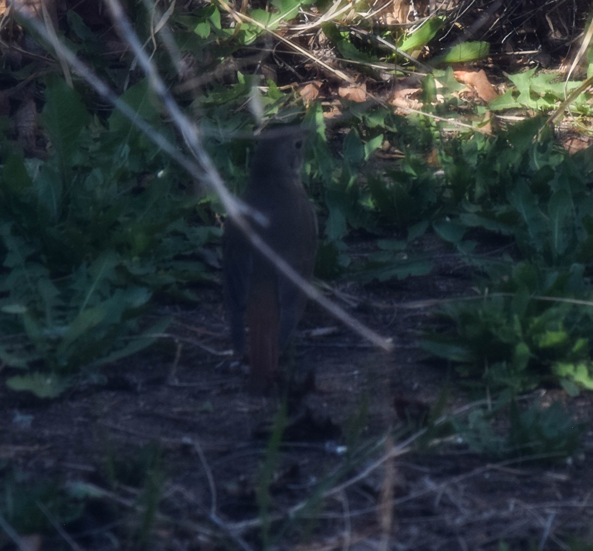 Hermit Thrush - ML617893047