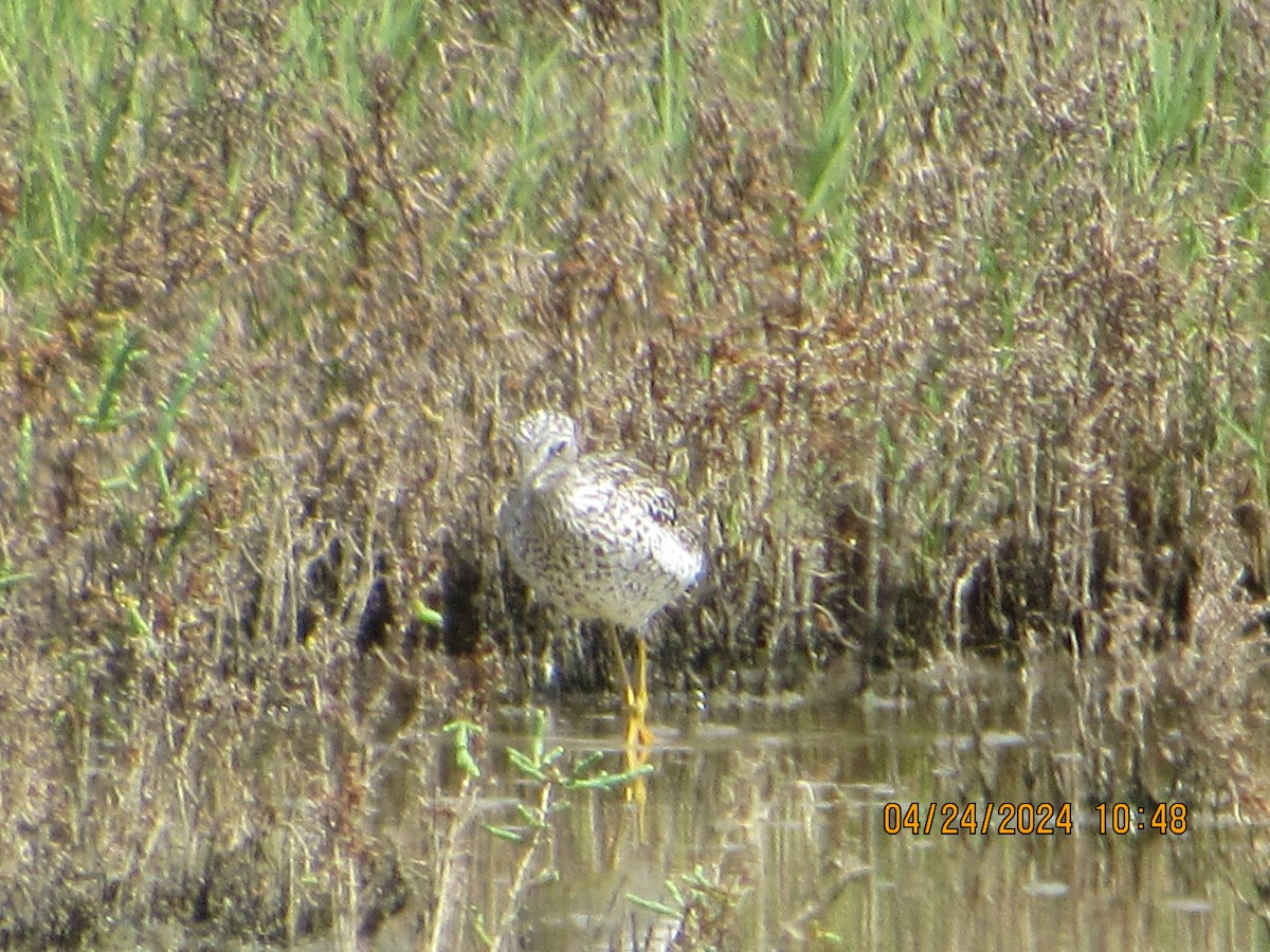 Greater Yellowlegs - ML617893048