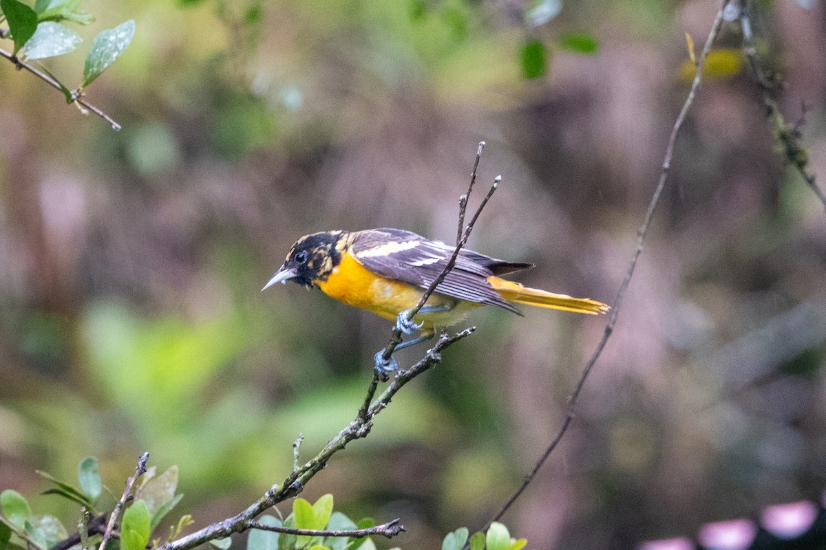 Oriole de Baltimore - ML617893051