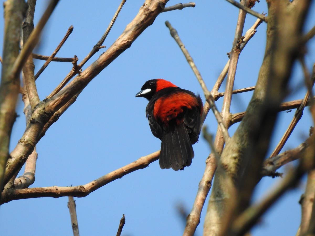 Masked Crimson Tanager - Yessenia Bardales