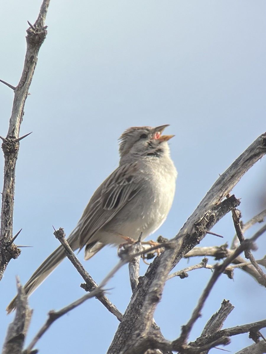 Rufous-winged Sparrow - ML617893077