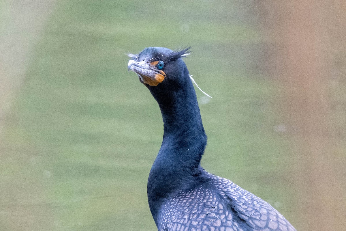 Double-crested Cormorant - ML617893098