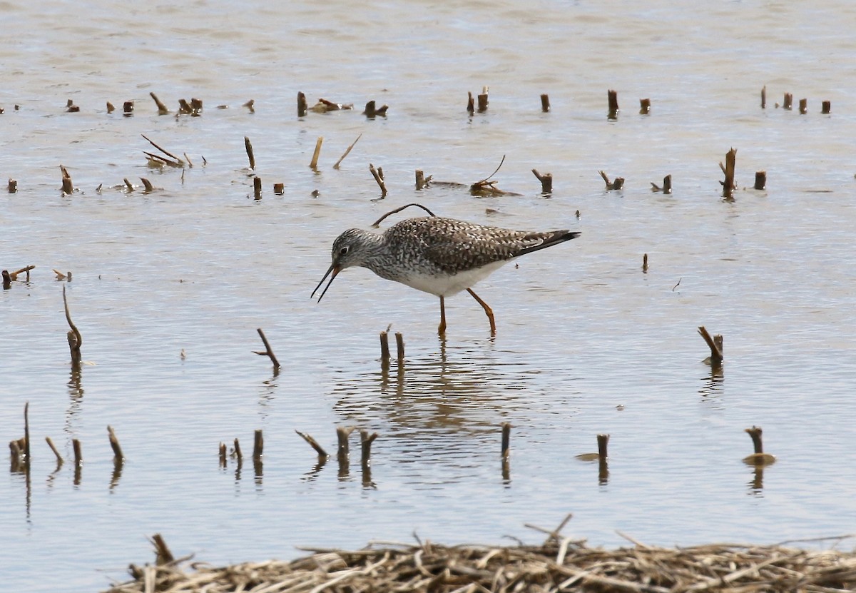 Lesser Yellowlegs - ML617893118