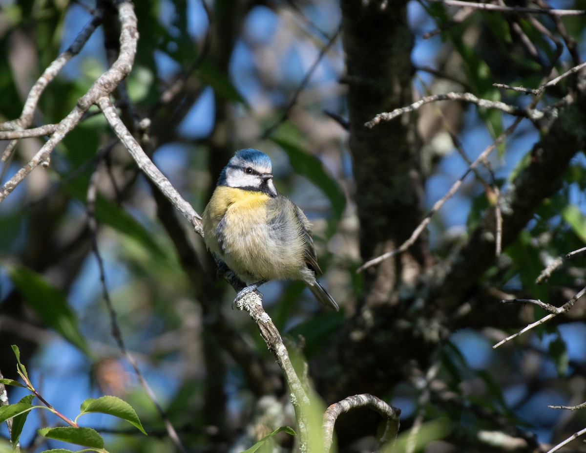 Eurasian Blue Tit - ML617893189