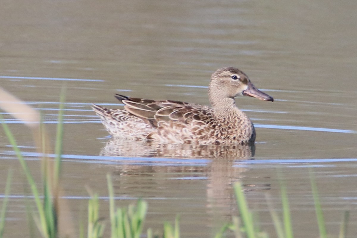 Blue-winged Teal - Tom Ellsworth