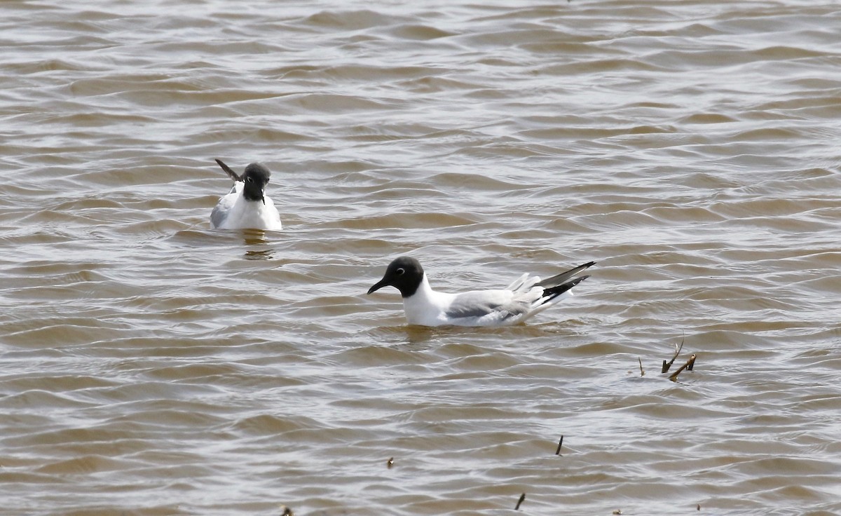 Bonaparte's Gull - ML617893251