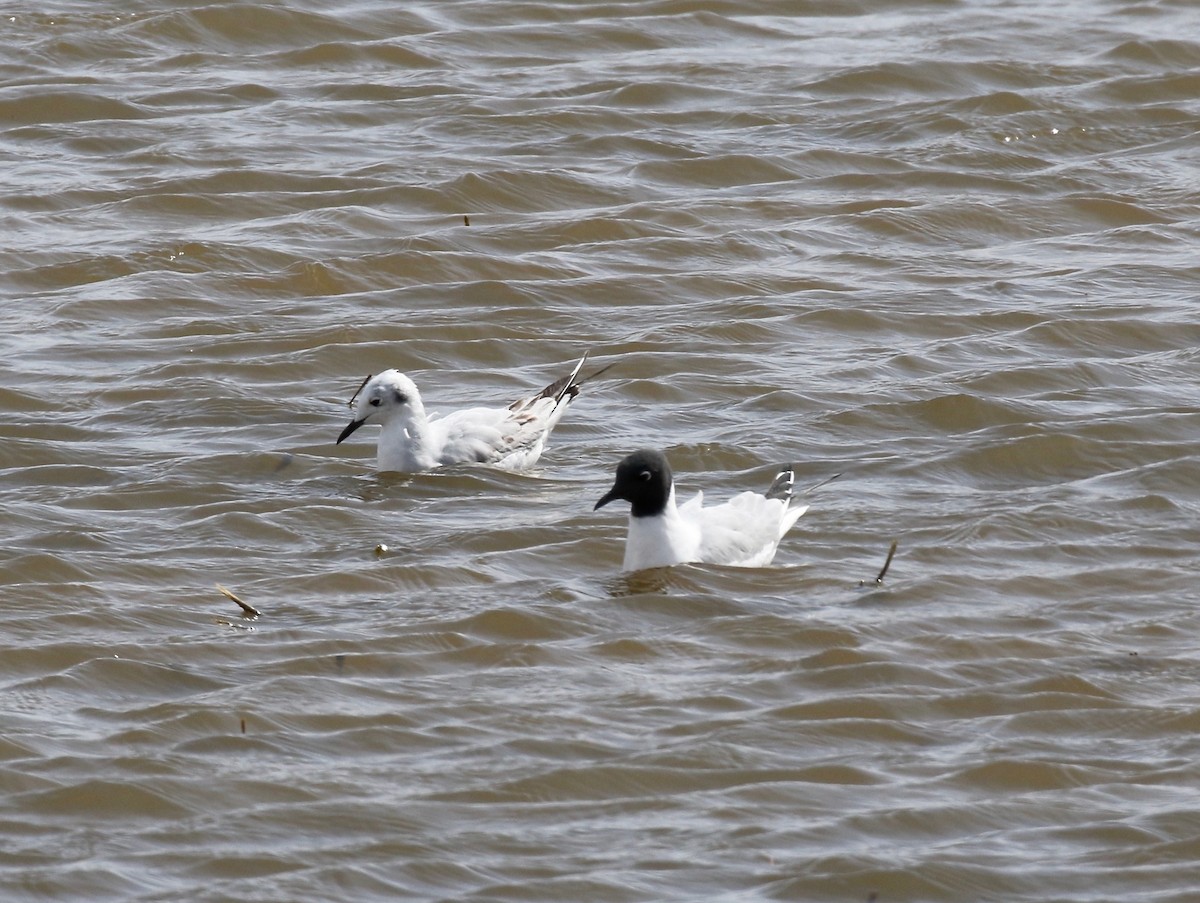 Bonaparte's Gull - ML617893252