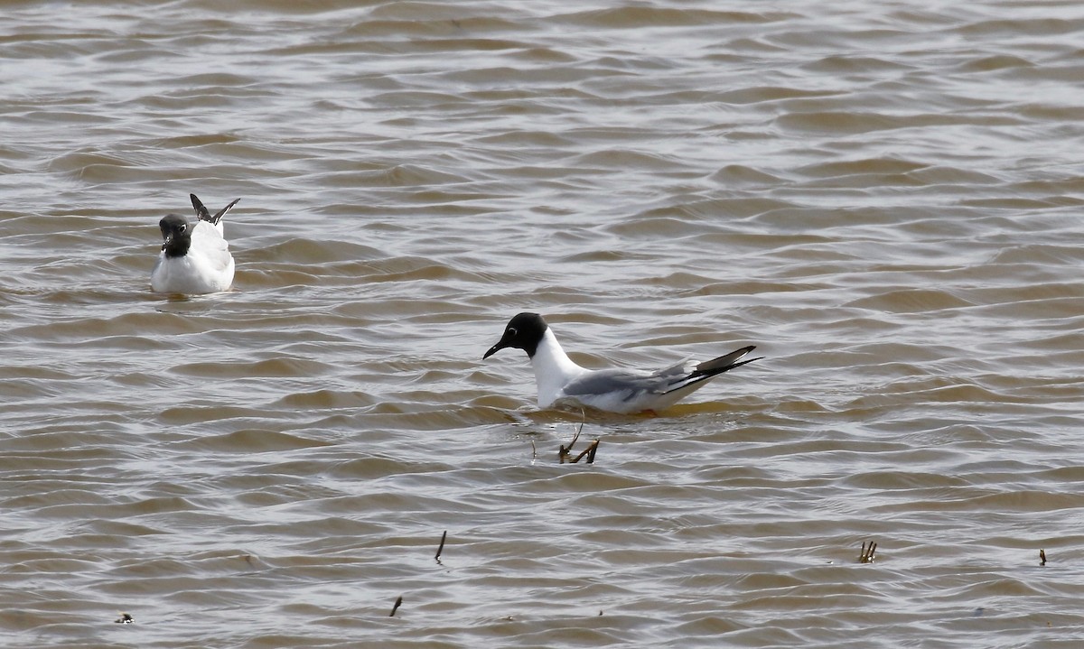 Bonaparte's Gull - ML617893254