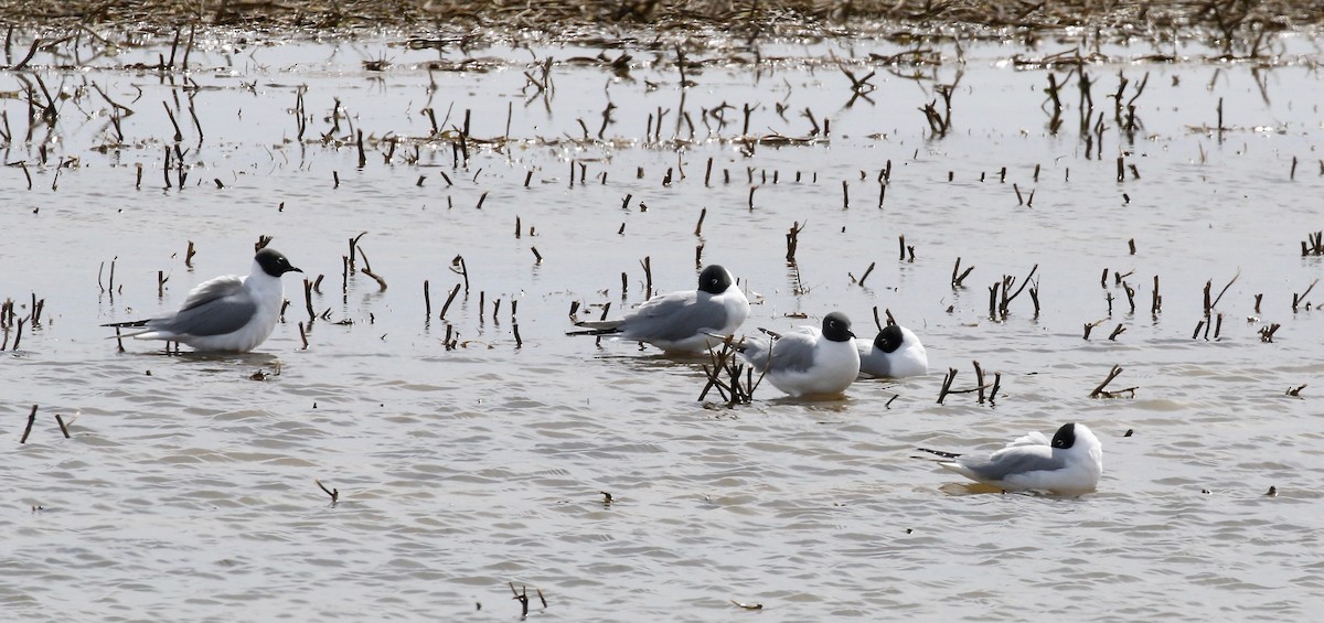 Bonaparte's Gull - ML617893256