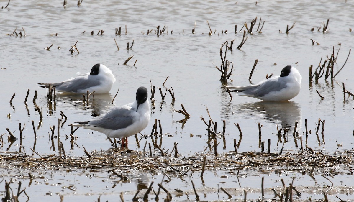 Bonaparte's Gull - ML617893259