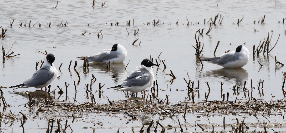 Bonaparte's Gull - ML617893266