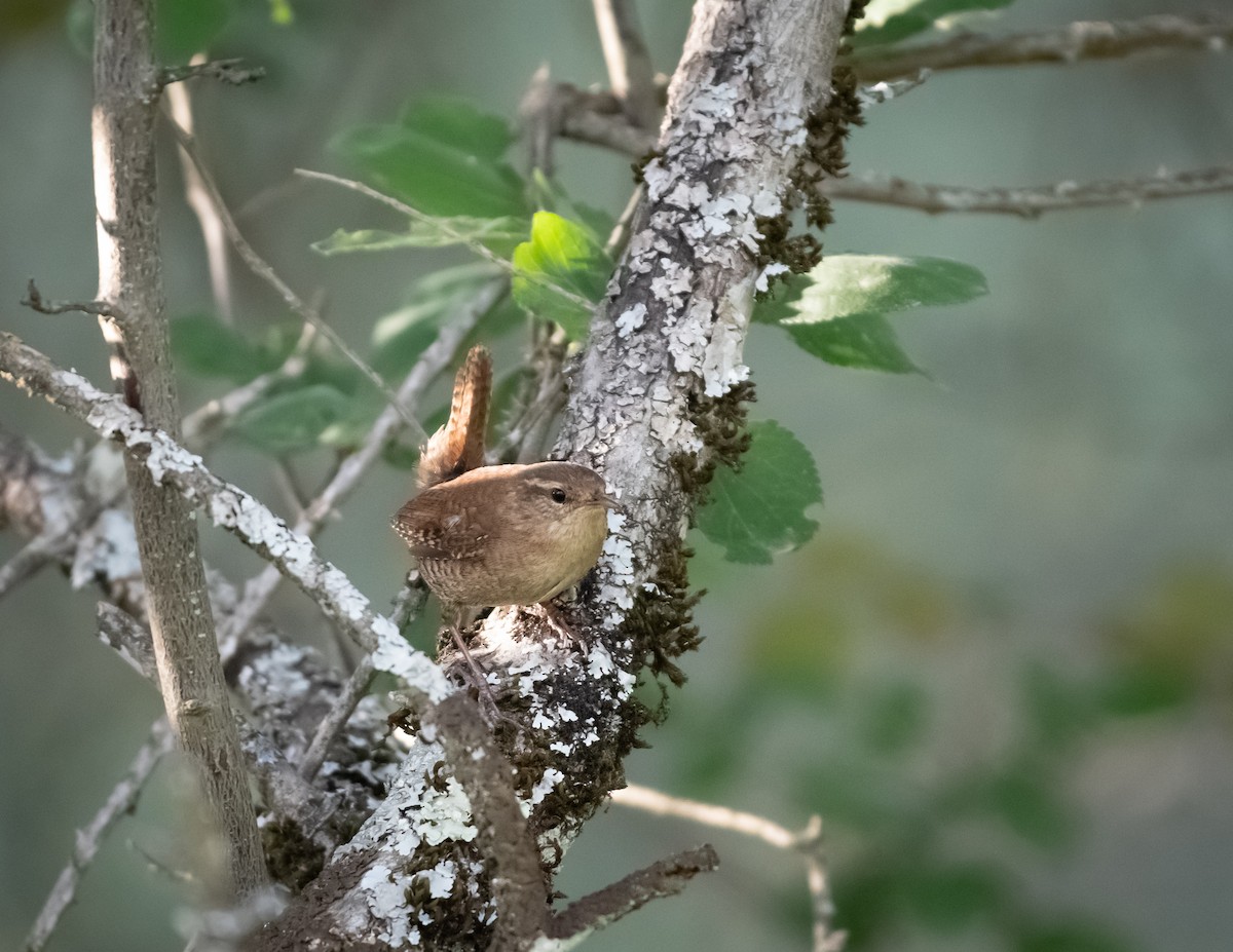 Eurasian Wren - ML617893269