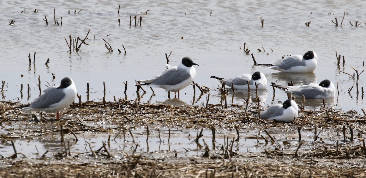 Bonaparte's Gull - ML617893271