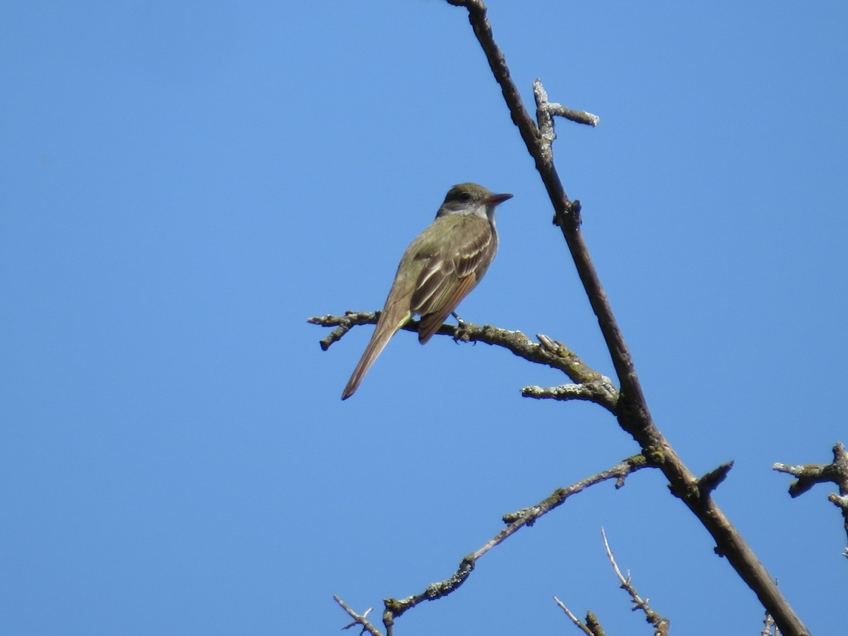 Great Crested Flycatcher - ML617893280