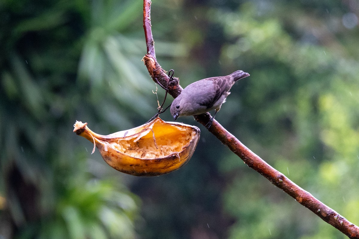 Plain-colored Tanager - ML617893295