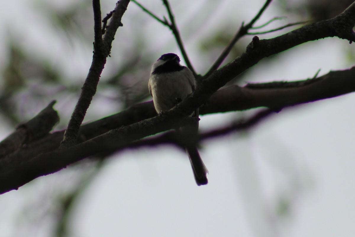 Black-capped Chickadee - ML617893317